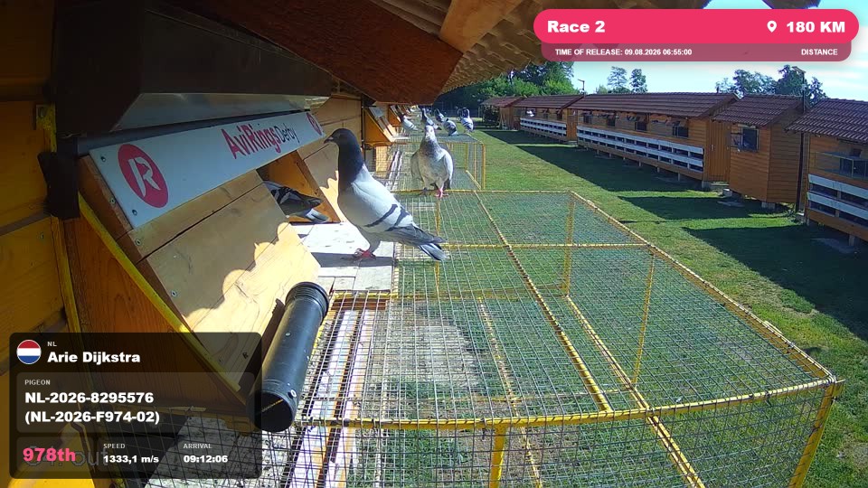 Pigeon Arrival Image For Race Race 2