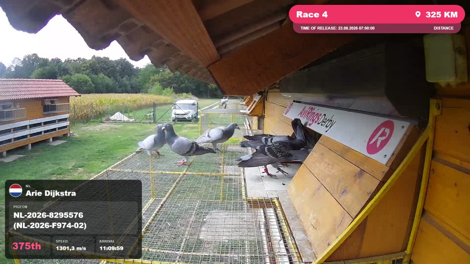 Pigeon Arrival Image For Race Race 4