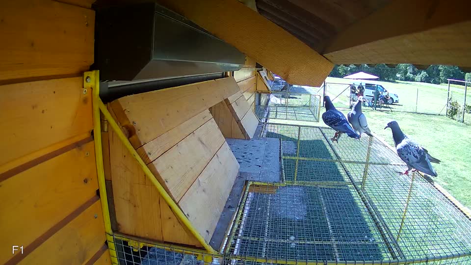 Pigeon Arrival Image For Race Race 5