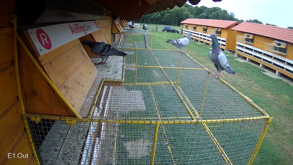 Pigeon Arrival Image For Race Race 3