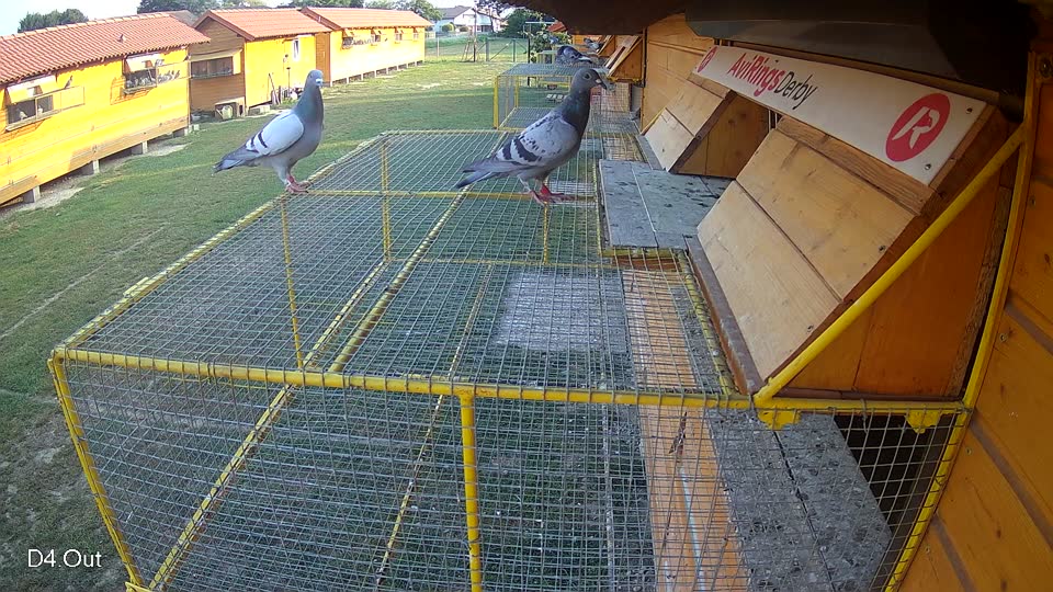 Pigeon Arrival Image For Race Race 4