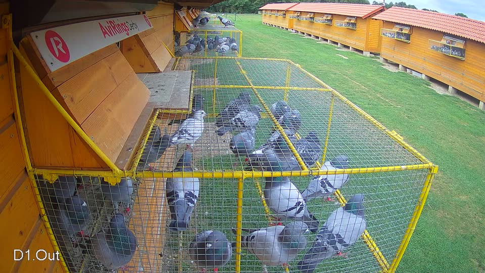 Pigeon Arrival Image For Race Race 2