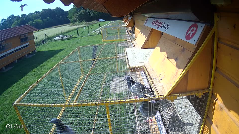 Pigeon Arrival Image For Race Final race 1