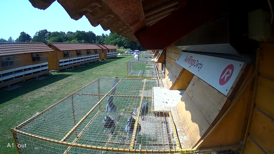 Pigeon Arrival Image For Race Race 1