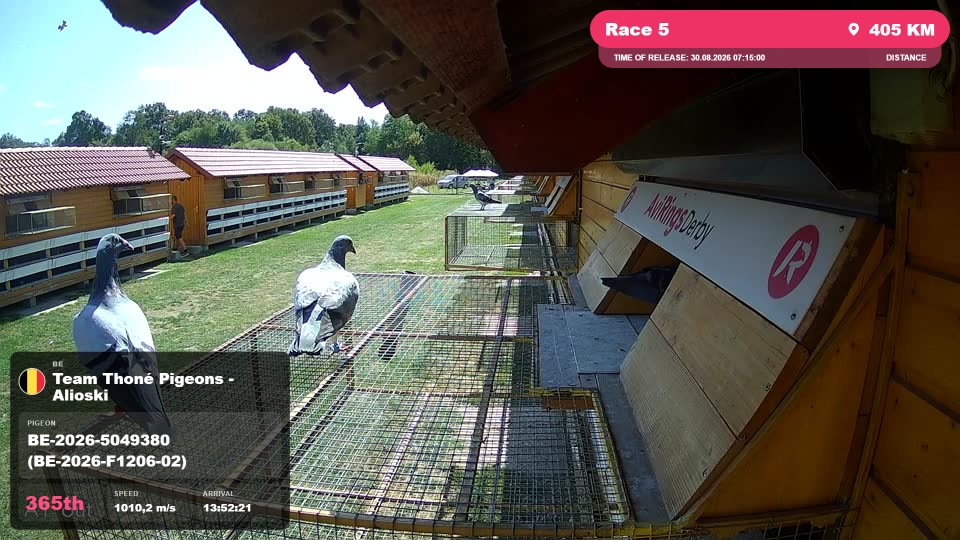 Pigeon Arrival Image For Race Race 5