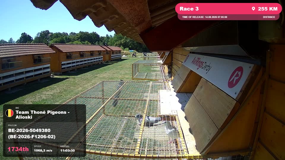 Pigeon Arrival Image For Race Race 3