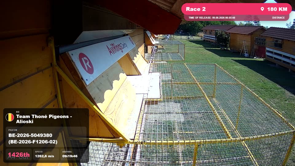 Pigeon Arrival Image For Race Race 2