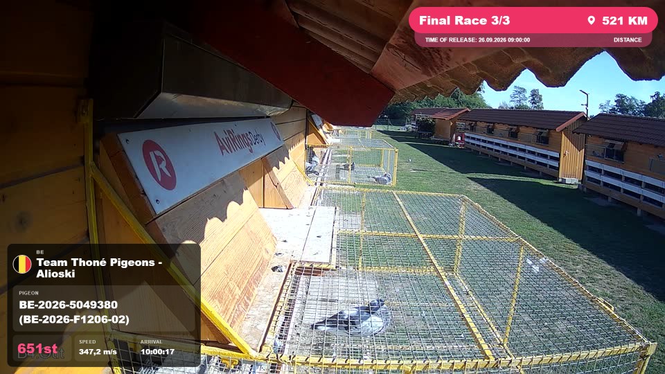 Pigeon Arrival Image For Race Final Race 3/3