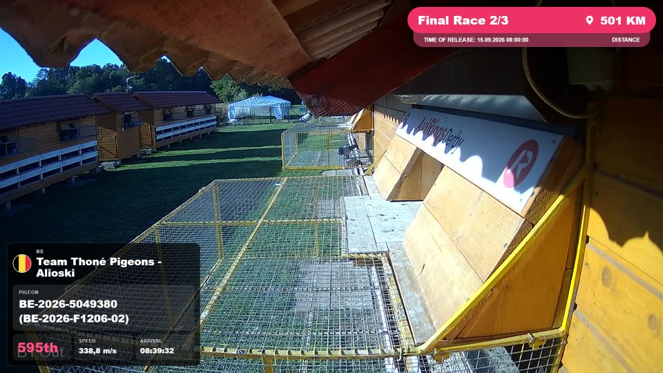 Pigeon Arrival Image For Race Final Race 2/3