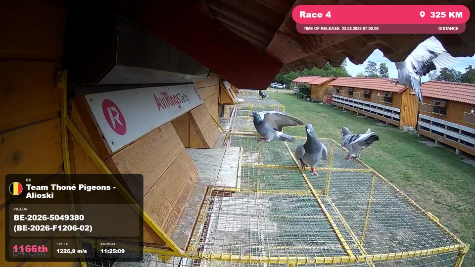 Pigeon Arrival Image For Race Race 4