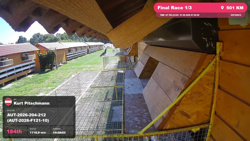 Pigeon Arrival Image For Race Final Race 1/3