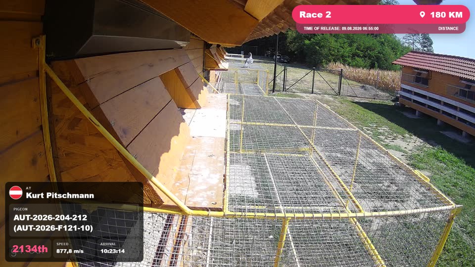 Pigeon Arrival Image For Race Race 2