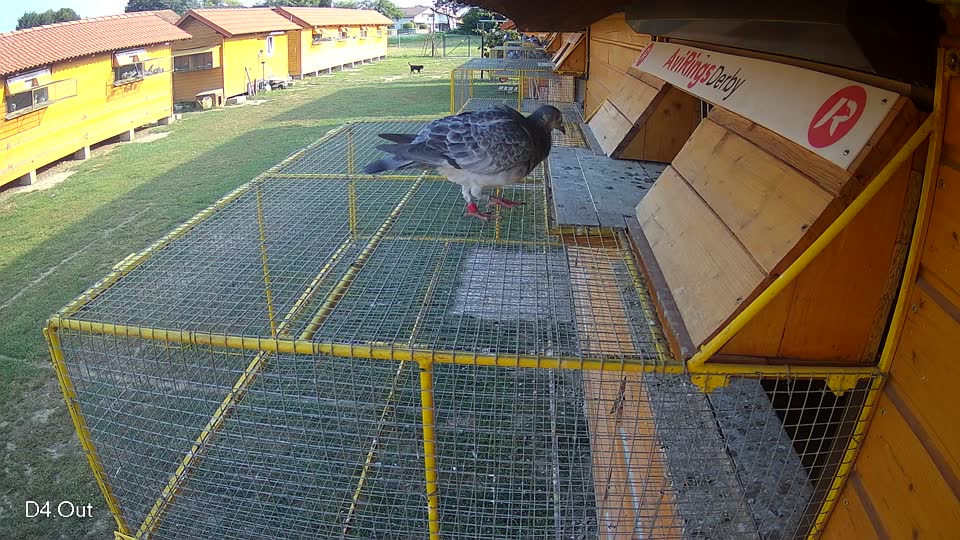 Pigeon Arrival Image For Race Race 4