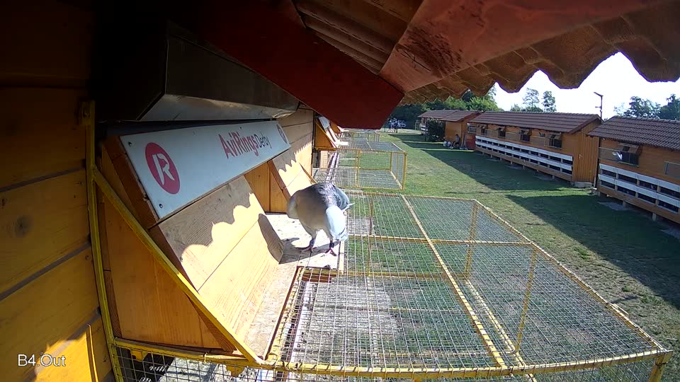 Pigeon Arrival Image For Race Race 1