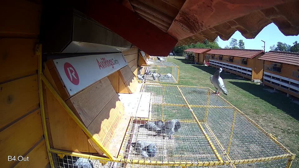 Pigeon Arrival Image For Race Race 5