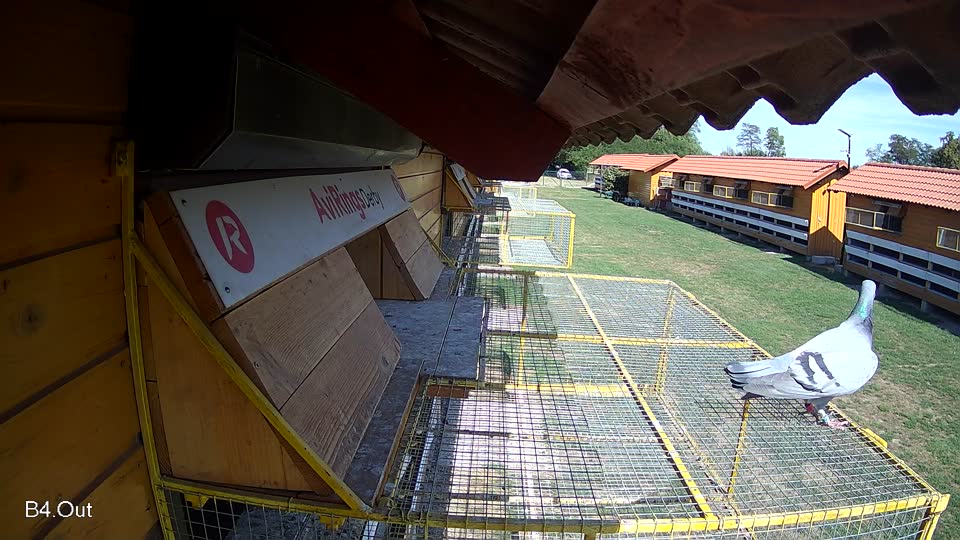 Pigeon Arrival Image For Race Final Race 1/3