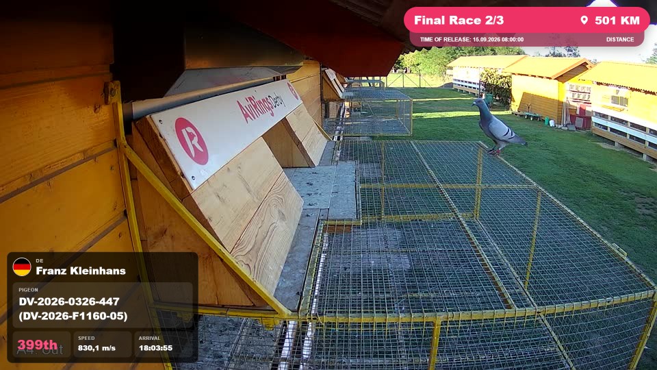Pigeon Arrival Image For Race Final Race 2/3