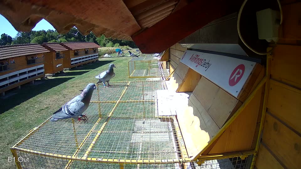 Pigeon Arrival Image For Race Race 3