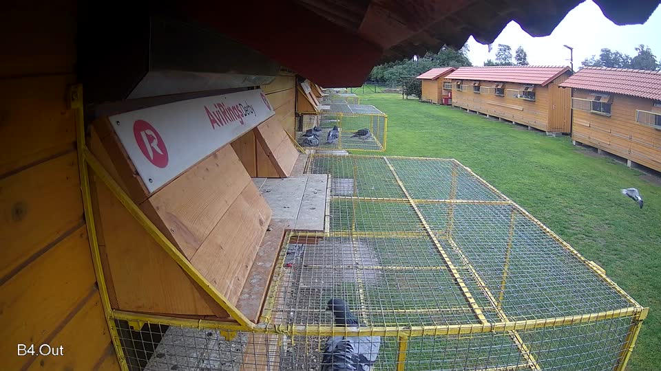 Pigeon Arrival Image For Race Final race 3