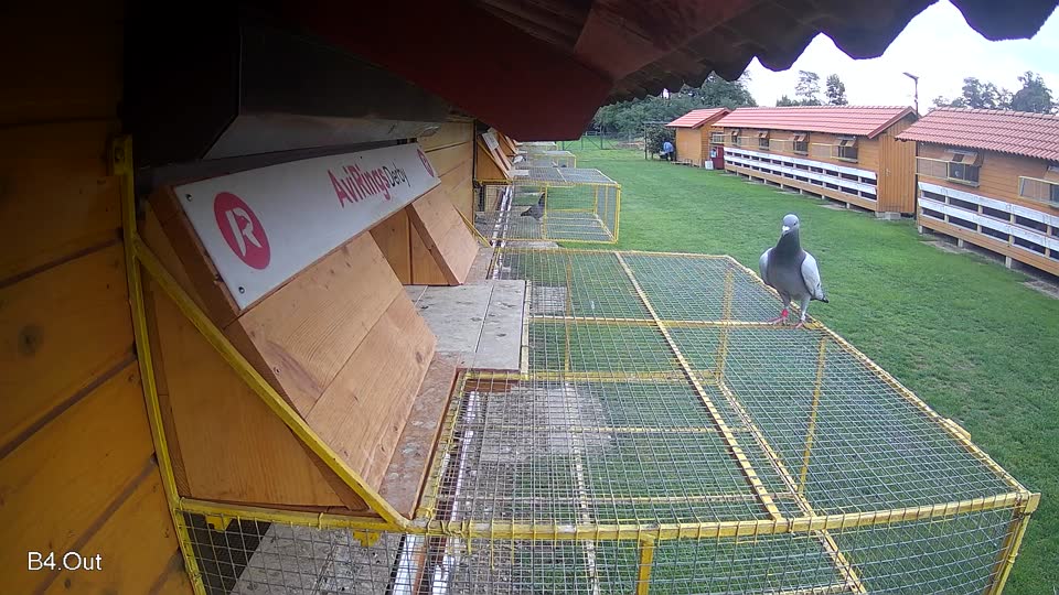 Pigeon Arrival Image For Race Final race 2
