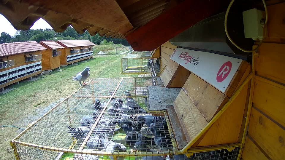 Pigeon Arrival Image For Race Race 1