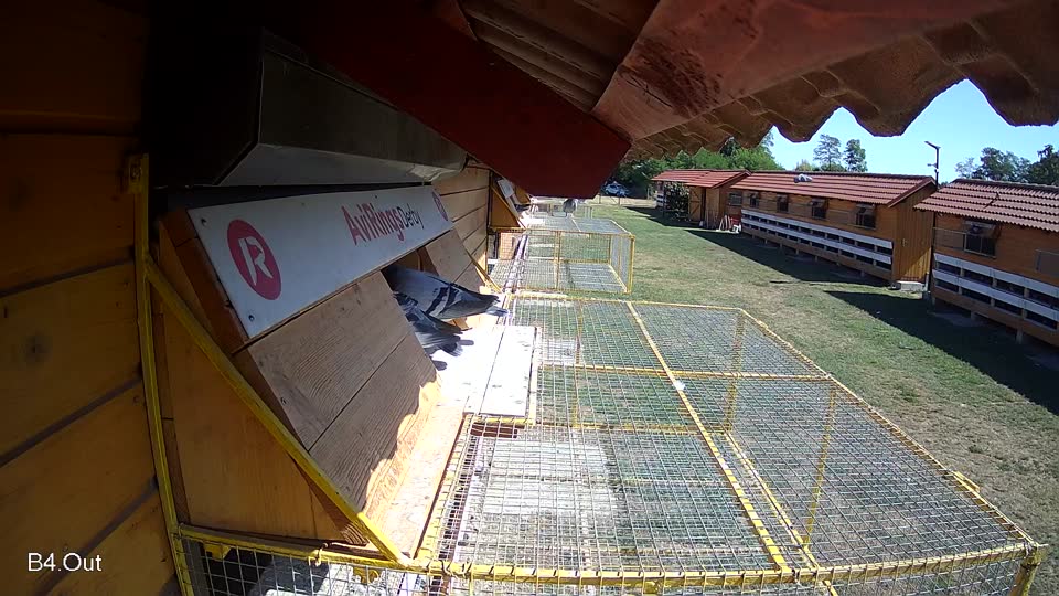 Pigeon Arrival Image For Race Race 3