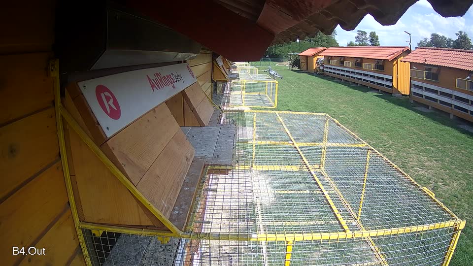 Pigeon Arrival Image For Race Race 6