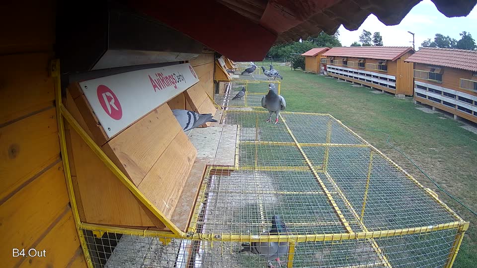 Pigeon Arrival Image For Race Race 3