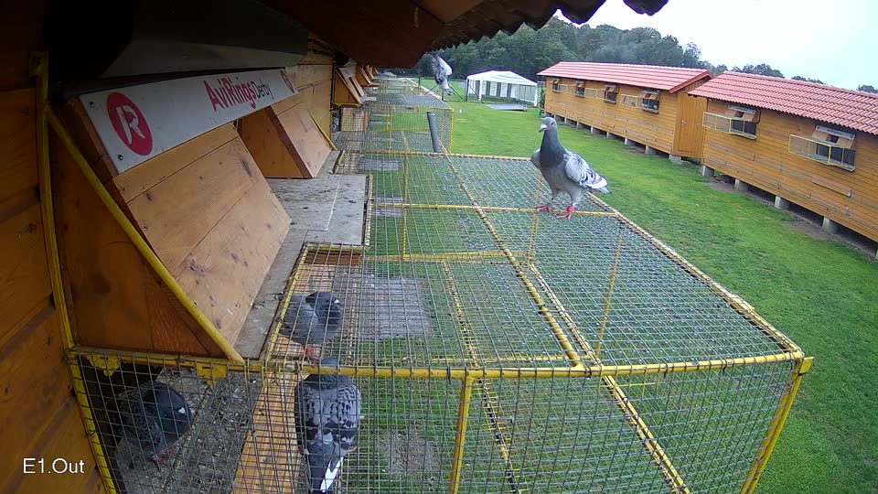 Pigeon Arrival Image For Race Final race 3