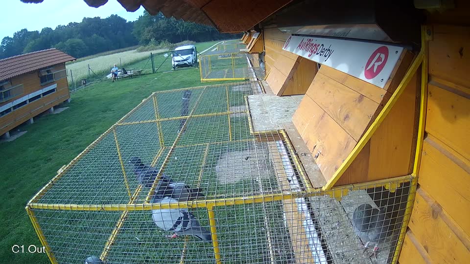 Pigeon Arrival Image For Race Final race 1