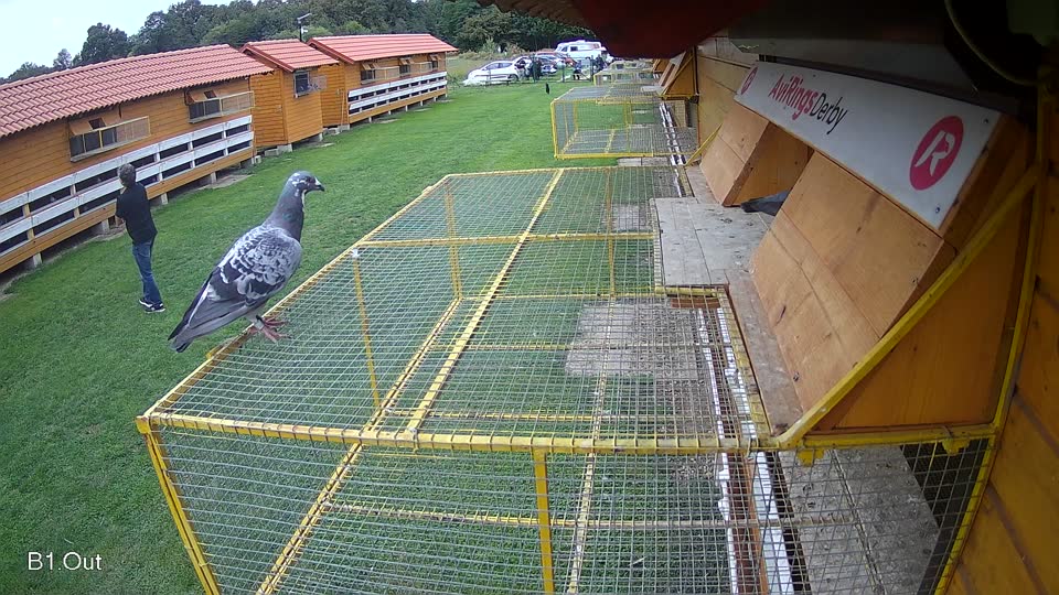 Pigeon Arrival Image For Race Final race 2