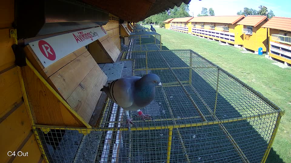 Pigeon Arrival Image For Race Race 5