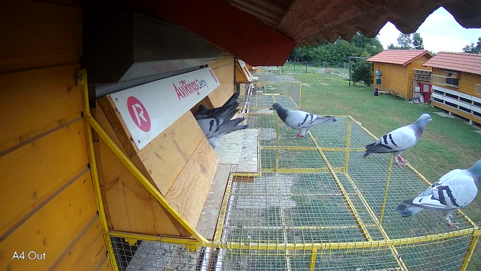 Pigeon Arrival Image For Race Race 3