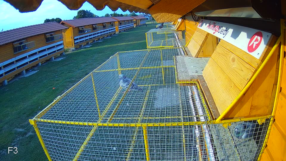 Pigeon Arrival Image For Race Race 4