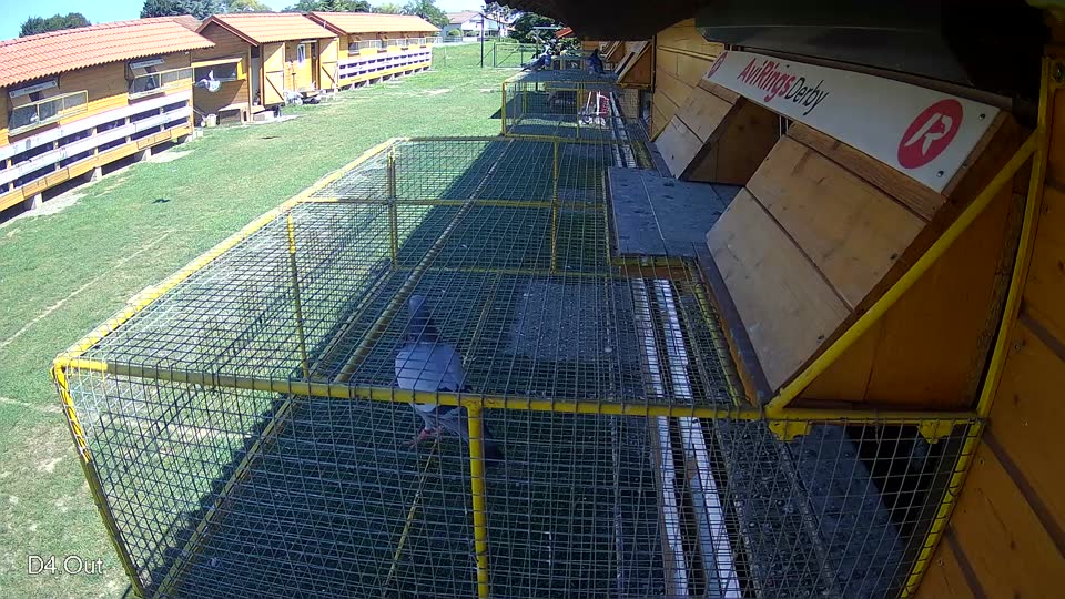 Pigeon Arrival Image For Race Race 2