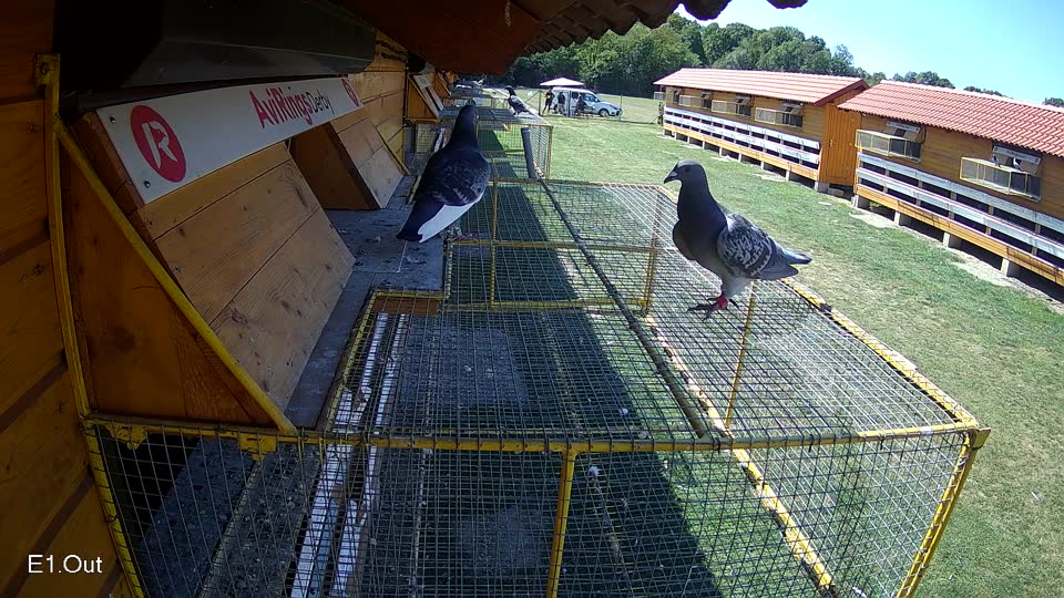 Pigeon Arrival Image For Race Race 5