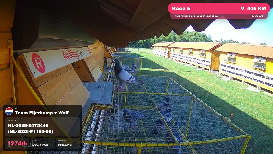 Pigeon Arrival Image For Race Race 5