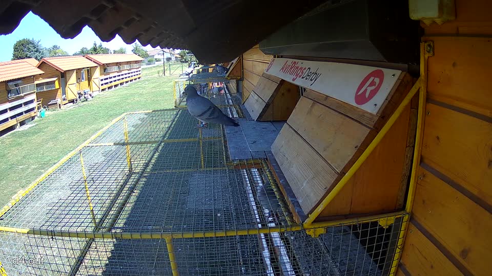 Pigeon Arrival Image For Race Race 3