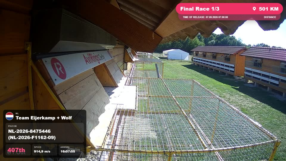 Pigeon Arrival Image For Race Final Race 1/3