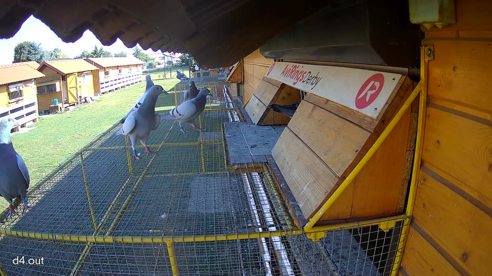 Pigeon Arrival Image For Race Race 2
