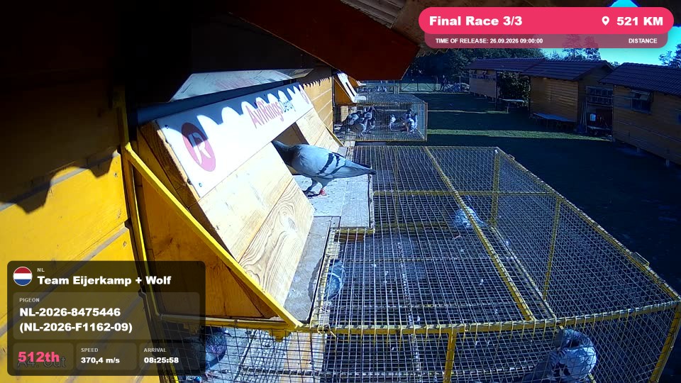 Pigeon Arrival Image For Race Final Race 3/3