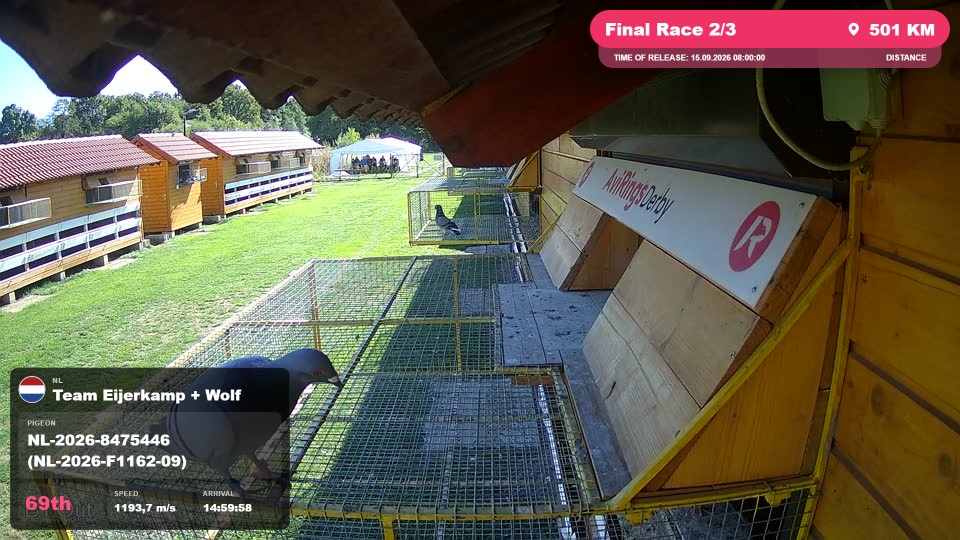 Pigeon Arrival Image For Race Final Race 2/3