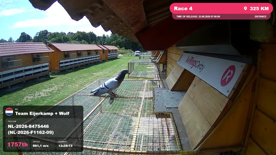 Pigeon Arrival Image For Race Race 4