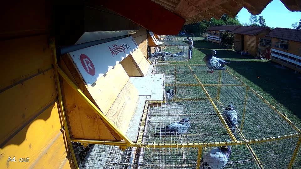 Pigeon Arrival Image For Race Race 5