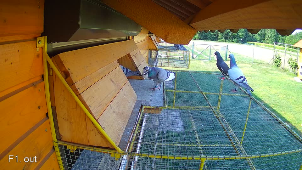 Pigeon Arrival Image For Race Race 1