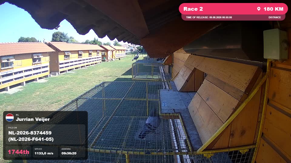 Pigeon Arrival Image For Race Race 2