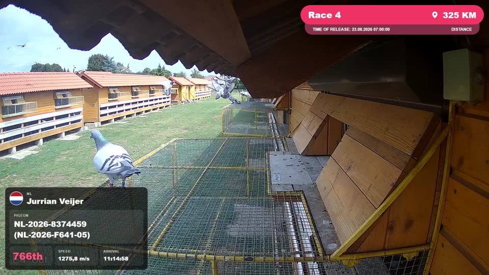 Pigeon Arrival Image For Race Race 4
