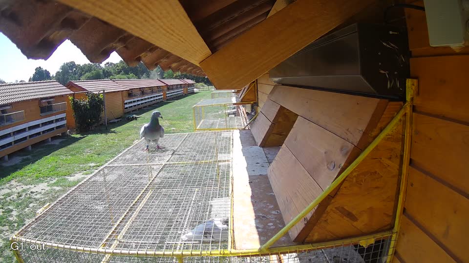 Pigeon Arrival Image For Race Race 5