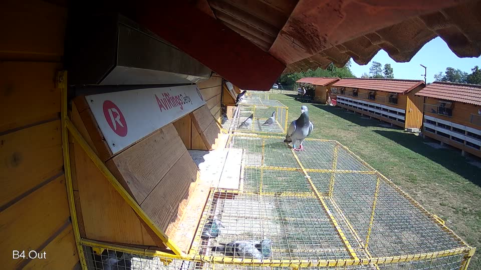 Pigeon Arrival Image For Race Race 5