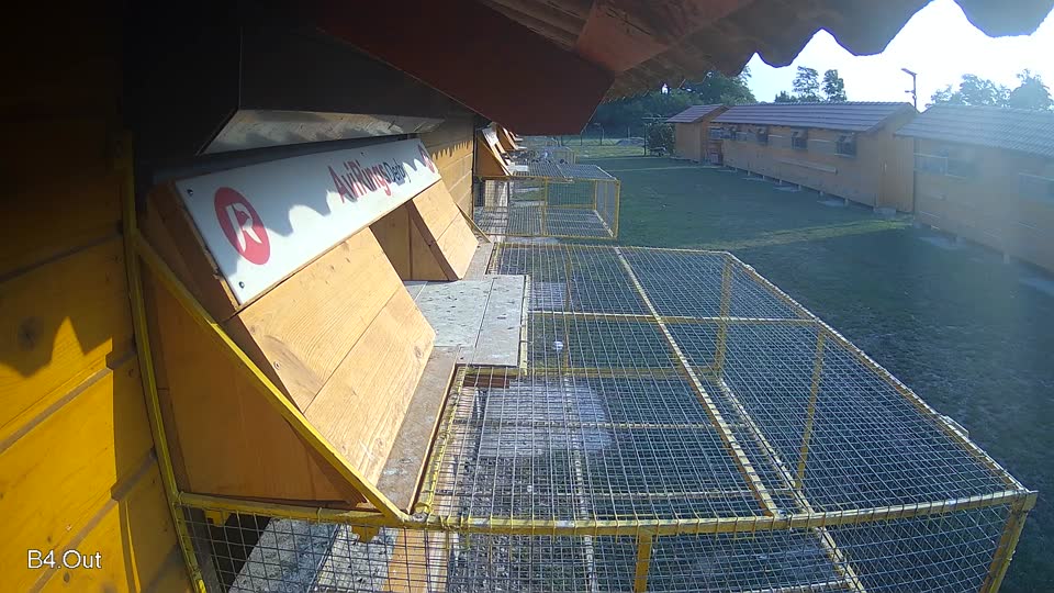 Pigeon Arrival Image For Race Race 4